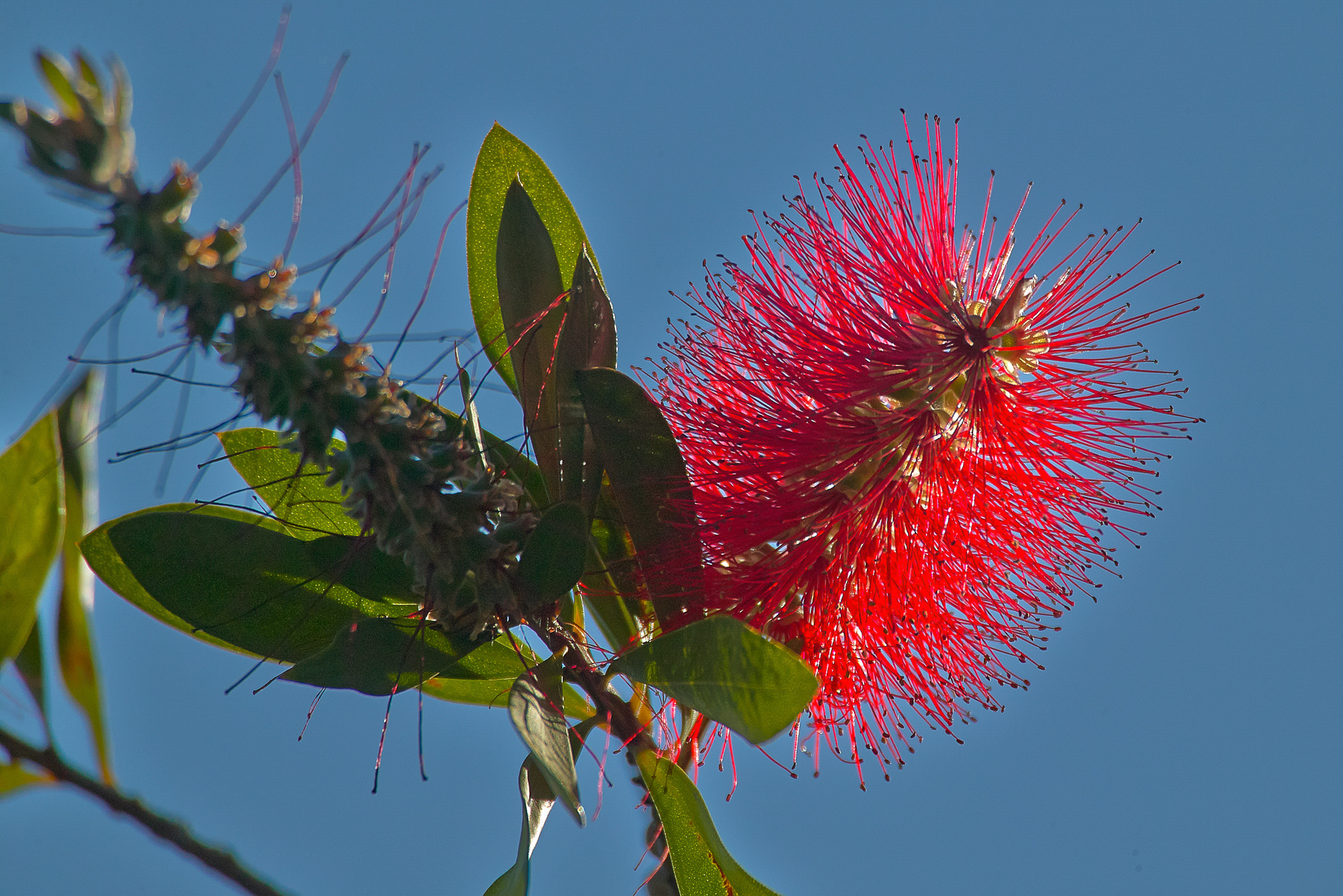 Blüte des Pohutukawa Baums, (Neuseeländischer Christbaum)